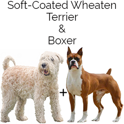 Soft Coated Woxer Dog